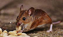 24 Hour & Emergency Exterminators in Randolph, WI